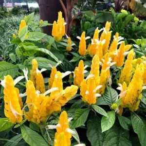 Yellow Shrimp Plant Live Plant - 4-6" Tall Pachystachys lutea Tropical Flowering Plant - Image 2