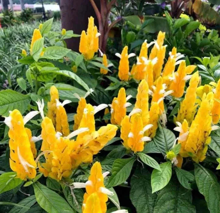 Yellow Shrimp Plant Live Plant - 4-6" Tall Pachystachys lutea Tropical Flowering Plant - Image 2