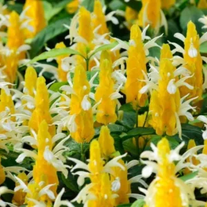 Yellow Shrimp Plant Live Plant - 4-6