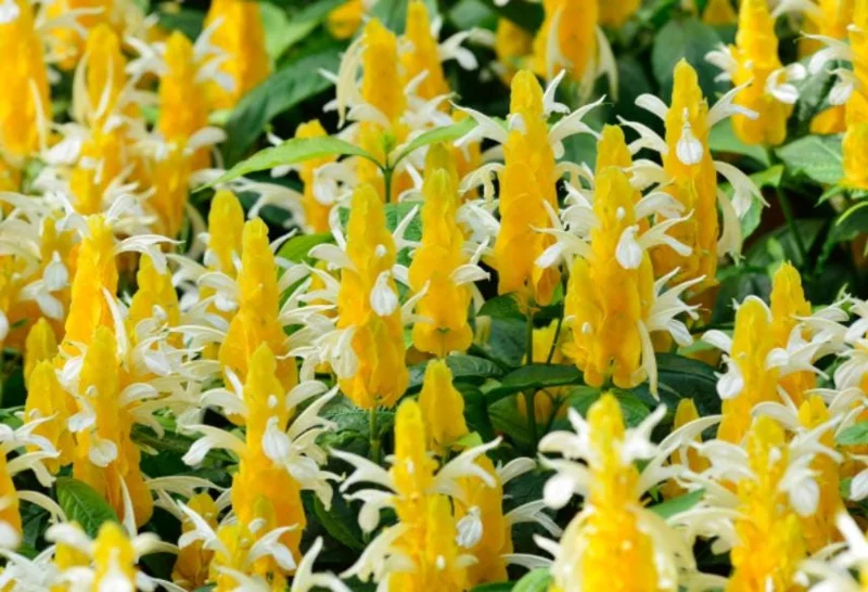 Yellow Shrimp Plant Live Plant - 4-6" Tall Pachystachys lutea Tropical Flowering Plant - Image 3