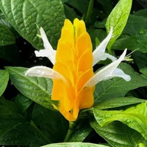 Yellow Shrimp Plant Live Plant - 4-6