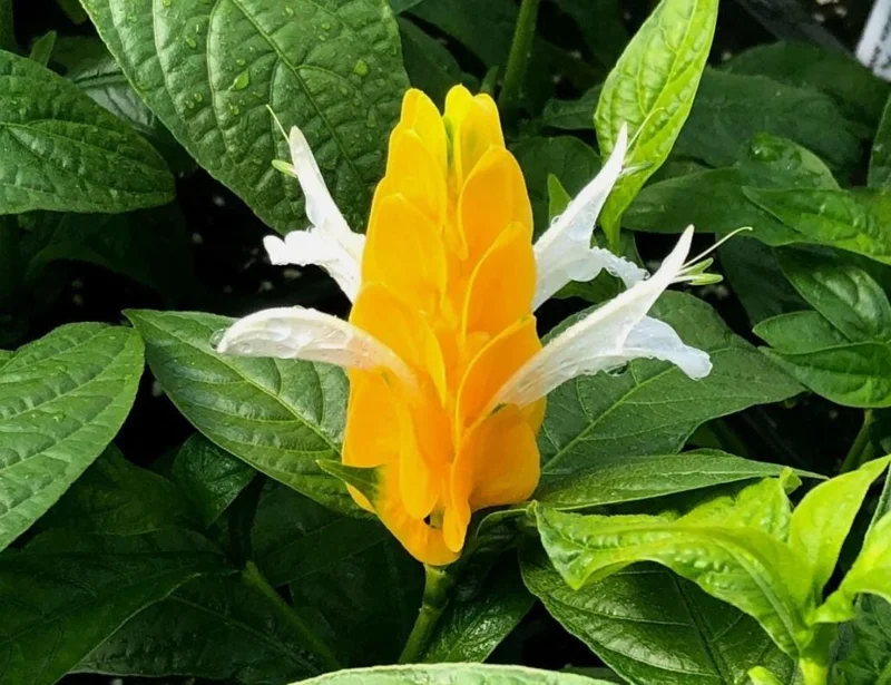 Yellow Shrimp Plant Live Plant - 4-6" Tall Pachystachys lutea Tropical Flowering Plant - Image 4