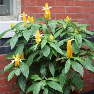 Yellow Shrimp Plant Live Plant - 4-6