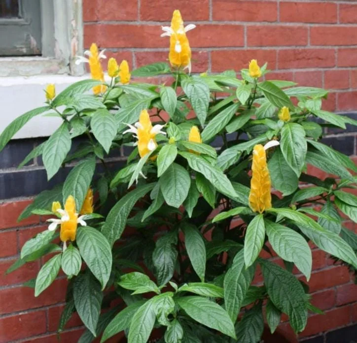 Yellow Shrimp Plant Live Plant - 4-6" Tall Pachystachys lutea Tropical Flowering Plant - Image 5