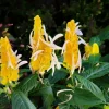 Yellow Shrimp Plant Live Plant - 4-6" Tall Pachystachys lutea Tropical Flowering Plant - Image 1