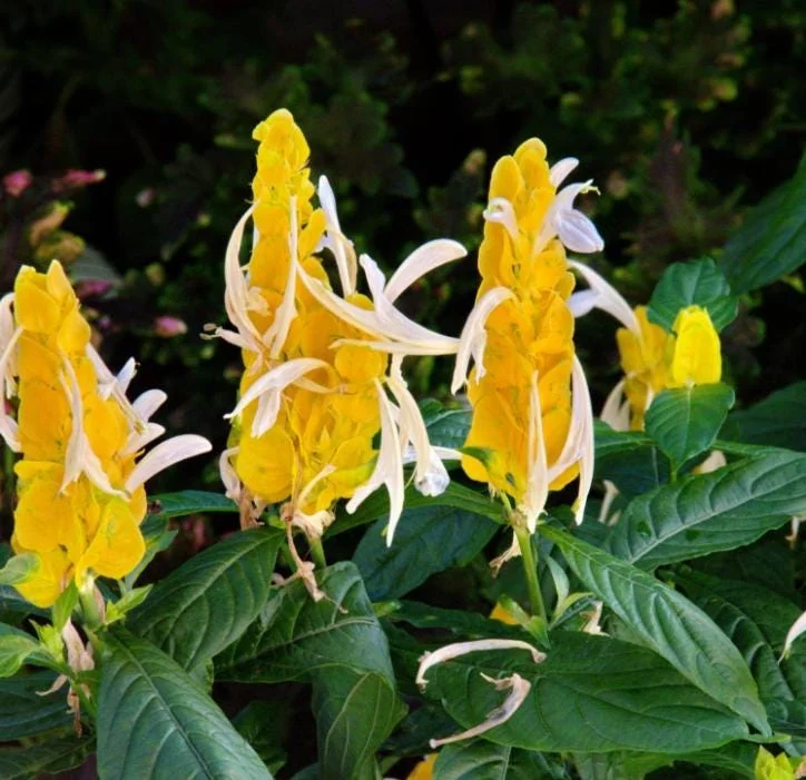 Yellow Shrimp Plant Live Plant - 4-6" Tall Pachystachys lutea Tropical Flowering Plant - Image 1