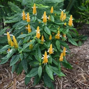 Yellow Shrimp Plant Live Plant - 4-6