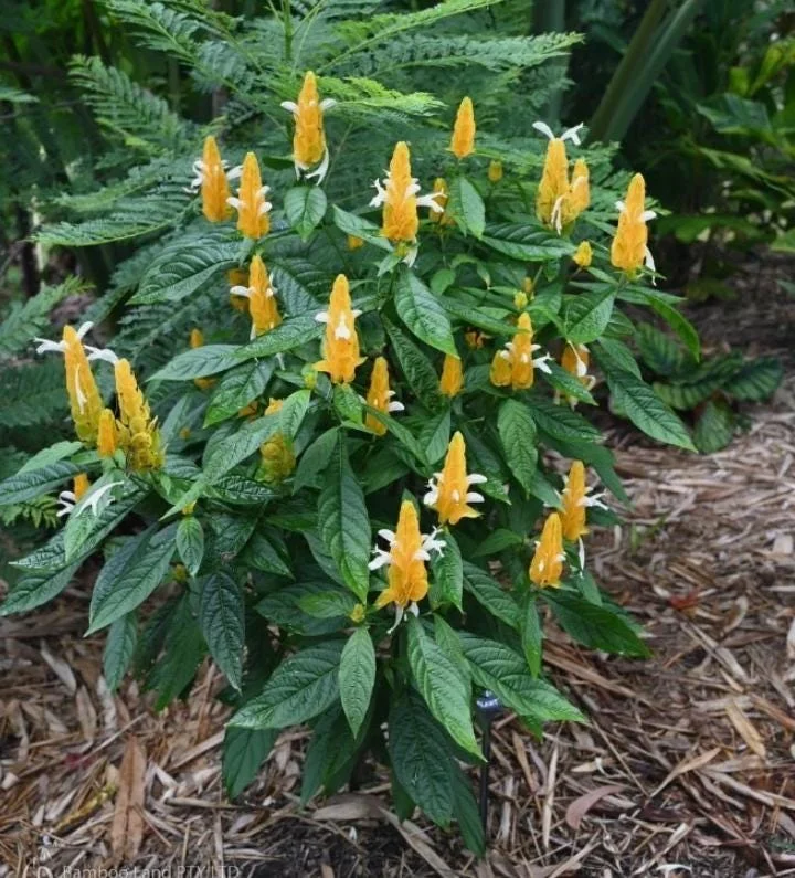 Yellow Shrimp Plant Live Plant - 4-6" Tall Pachystachys lutea Tropical Flowering Plant - Image 6