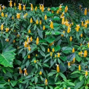 Yellow Shrimp Plant Live Plant - 4-6