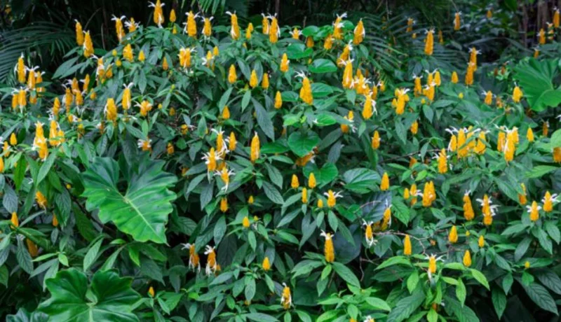 Yellow Shrimp Plant Live Plant - 4-6" Tall Pachystachys lutea Tropical Flowering Plant - Image 7