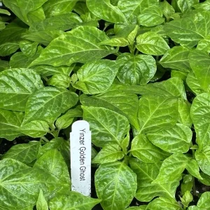 Yinzer Golden Ghost Pepper Live Plants - 3-Pack, Super Hot, 4-8 inches - Image 2