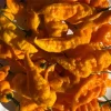 Yinzer Golden Ghost Pepper Live Plants - 3-Pack, Super Hot, 4-8 inches - Image 1