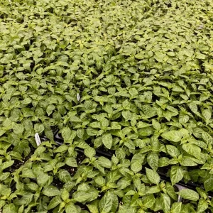 "YOU PICK" Lot of 3 LIVE 75 + DAY OLD SUPER HOT PEPPER PLANTS See List REVISED! - Image 2