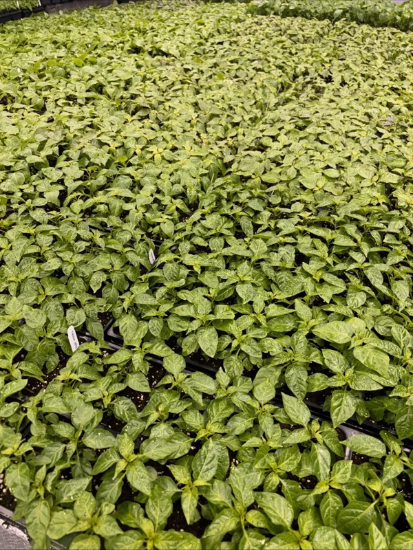 "YOU PICK" Lot of 3 LIVE 75 + DAY OLD SUPER HOT PEPPER PLANTS See List REVISED! - Image 2