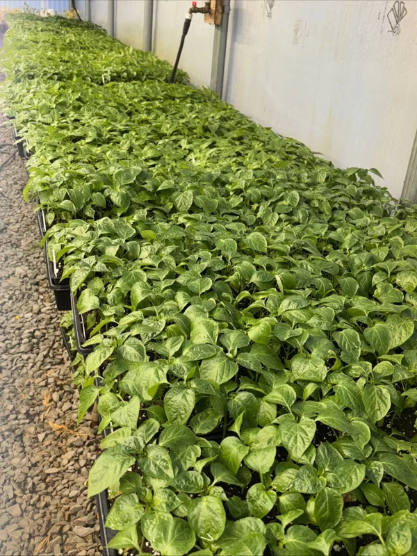 "YOU PICK" Lot of 3 LIVE 75 + DAY OLD SUPER HOT PEPPER PLANTS See List REVISED! - Image 3