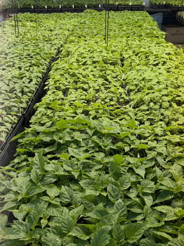 "YOU PICK" Lot of 3 LIVE 75 + DAY OLD SUPER HOT PEPPER PLANTS See List REVISED! - Image 5