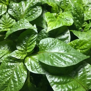 "YOU PICK" Lot of 3 LIVE 75 + DAY OLD SUPER HOT PEPPER PLANTS See List REVISED! - Image 1