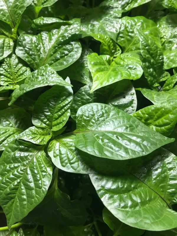 "YOU PICK" Lot of 3 LIVE 75 + DAY OLD SUPER HOT PEPPER PLANTS See List REVISED! - Image 1