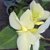 1 Alaska White Canna Lily Rhizome Live Plant – White Blooms Indoor/Outdoor Perennial - Image 1