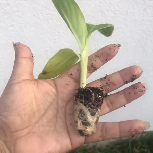 1 Alaska White Canna Lily Rhizome Live Plant – White Blooms Indoor/Outdoor Perennial - Image 2