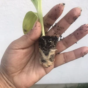 1 Alaska White Canna Lily Rhizome Live Plant – White Blooms Indoor/Outdoor Perennial - Image 4