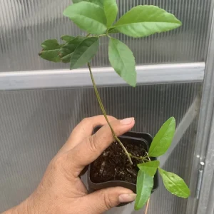 1 Ash Tree 'Lightning Tree' Bare Root Live Plant - Fraxinus Excelsior, Attracts Bees - Image 1