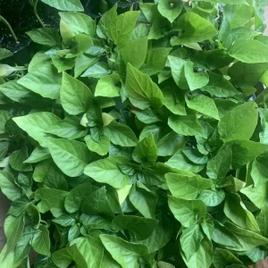 1 Big Bertha Pepper Live Plant Plug - Vegetable Garden Starter - Image 2