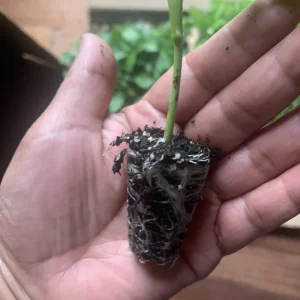 1 Big Bertha Pepper Live Plant Plug - Vegetable Garden Starter - Image 3