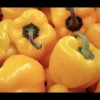 1 Big Bertha Pepper Live Plant Plug - Vegetable Garden Starter - Image 1