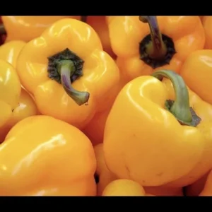 1 Big Bertha Pepper Live Plant Plug - Vegetable Garden Starter - Image 1