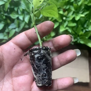 1 Big Bertha Pepper Live Plant Plug - Vegetable Garden Starter - Image 5