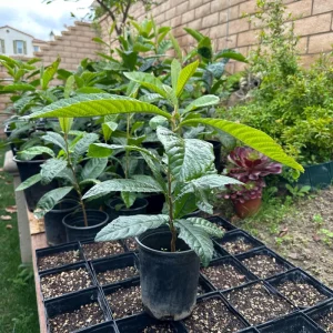 1 Gallon Five-Star Loquat Tree Live Plant – Rooted, Tropical Fruit Tree - Image 2