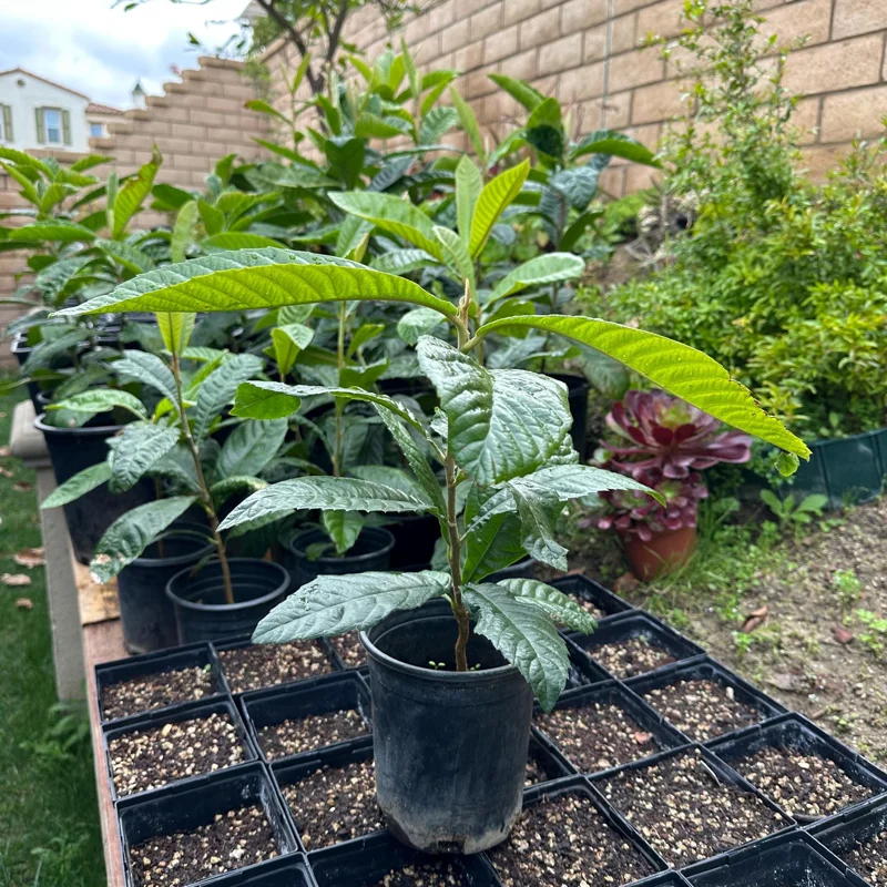 1 Gallon Five-Star Loquat Tree Live Plant – Rooted, Tropical Fruit Tree - Image 2