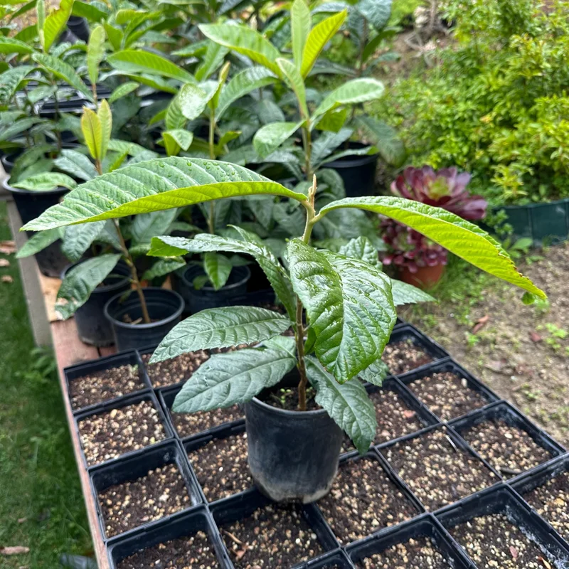 1 Gallon Five-Star Loquat Tree Live Plant – Rooted, Tropical Fruit Tree - Image 3