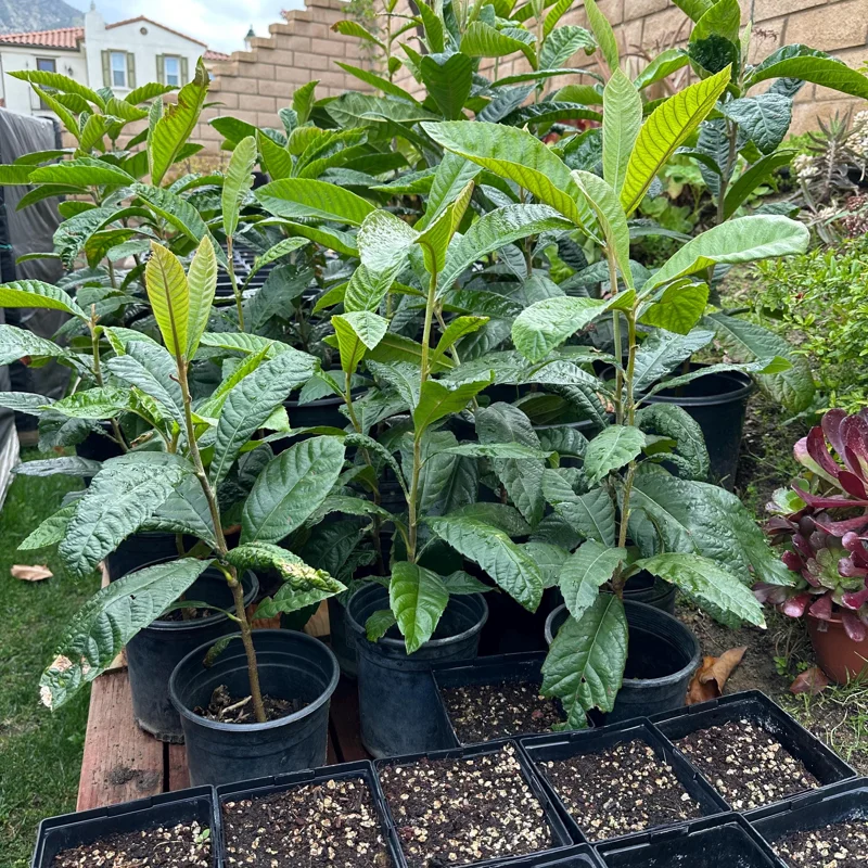 1 Gallon Five-Star Loquat Tree Live Plant – Rooted, Tropical Fruit Tree - Image 4