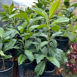1 Gallon Five-Star Loquat Tree Live Plant – Rooted, Tropical Fruit Tree - Image 5