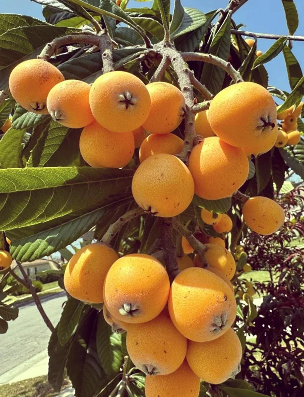 1 Gallon Five-Star Loquat Tree Live Plant – Rooted, Tropical Fruit Tree - Image 6