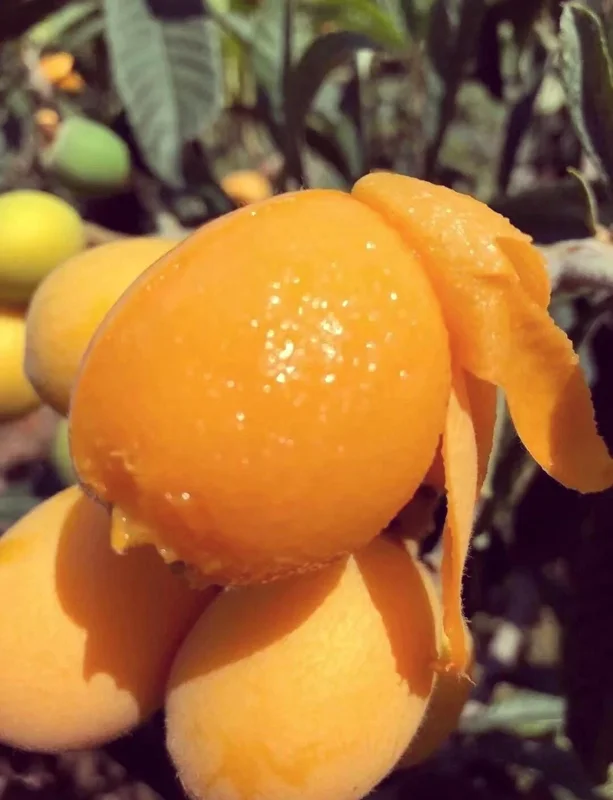 1 Gallon Five-Star Loquat Tree Live Plant – Rooted, Tropical Fruit Tree - Image 7