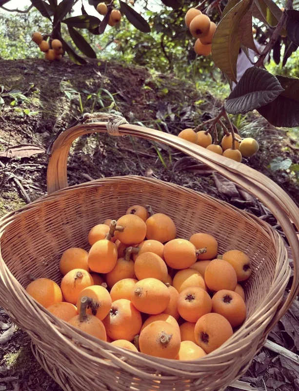 1 Gallon Five-Star Loquat Tree Live Plant – Rooted, Tropical Fruit Tree - Image 8