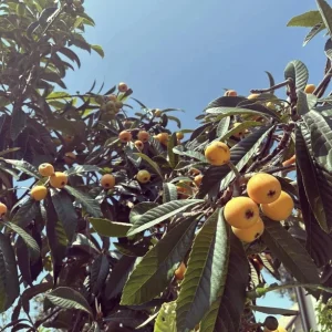 1 Gallon Five-Star Loquat Tree Live Plant – Rooted, Tropical Fruit Tree - Image 9