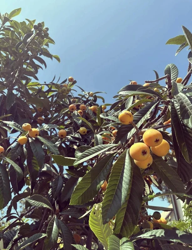 1 Gallon Five-Star Loquat Tree Live Plant – Rooted, Tropical Fruit Tree - Image 9