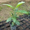 1 Gallon Five-Star Loquat Tree Live Plant – Rooted, Tropical Fruit Tree - Image 1