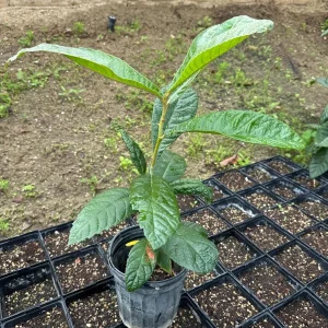1 Gallon Five-Star Loquat Tree Live Plant – Rooted, Tropical Fruit Tree - Image 1
