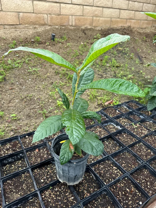 1 Gallon Five-Star Loquat Tree Live Plant – Rooted, Tropical Fruit Tree - Image 1