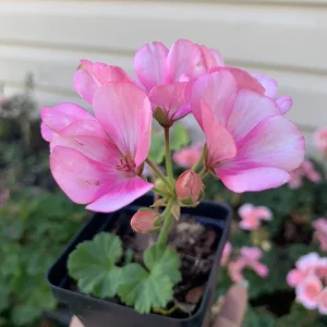 1 Geranium Big Eeze Pink Batik Live Plant Plug - Pink Flowers - Image 2