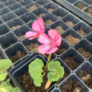 1 Geranium Big Eeze Pink Batik Live Plant Plug - Pink Flowers - Image 4
