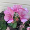 1 Geranium Big Eeze Pink Batik Live Plant Plug - Pink Flowers - Image 1