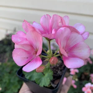 1 Geranium Big Eeze Pink Batik Live Plant Plug - Pink Flowers - Image 1