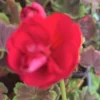1 Geranium Brocade Cherry Night Live Plant Plug - Garden Planter DIY - Image 1