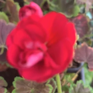 1 Geranium Brocade Cherry Night Live Plant Plug - Garden Planter DIY - Image 1